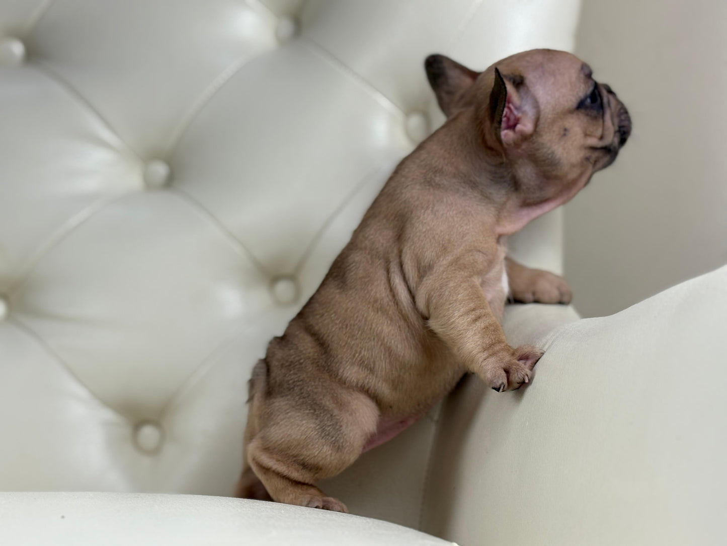 Pearl-AVAILABLE