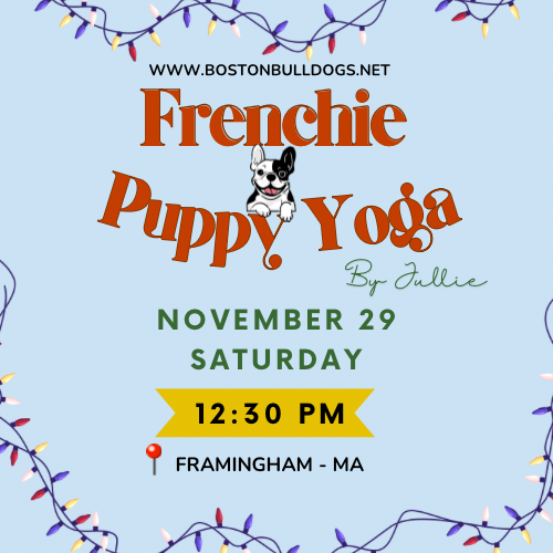 Frenchie Puppy Yoga