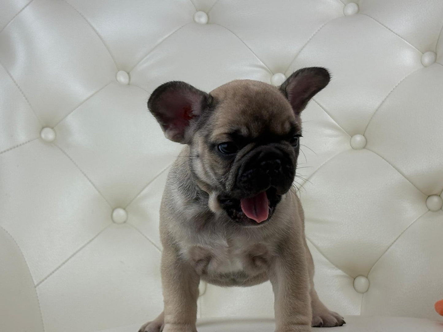Mimi - AVAILABLE