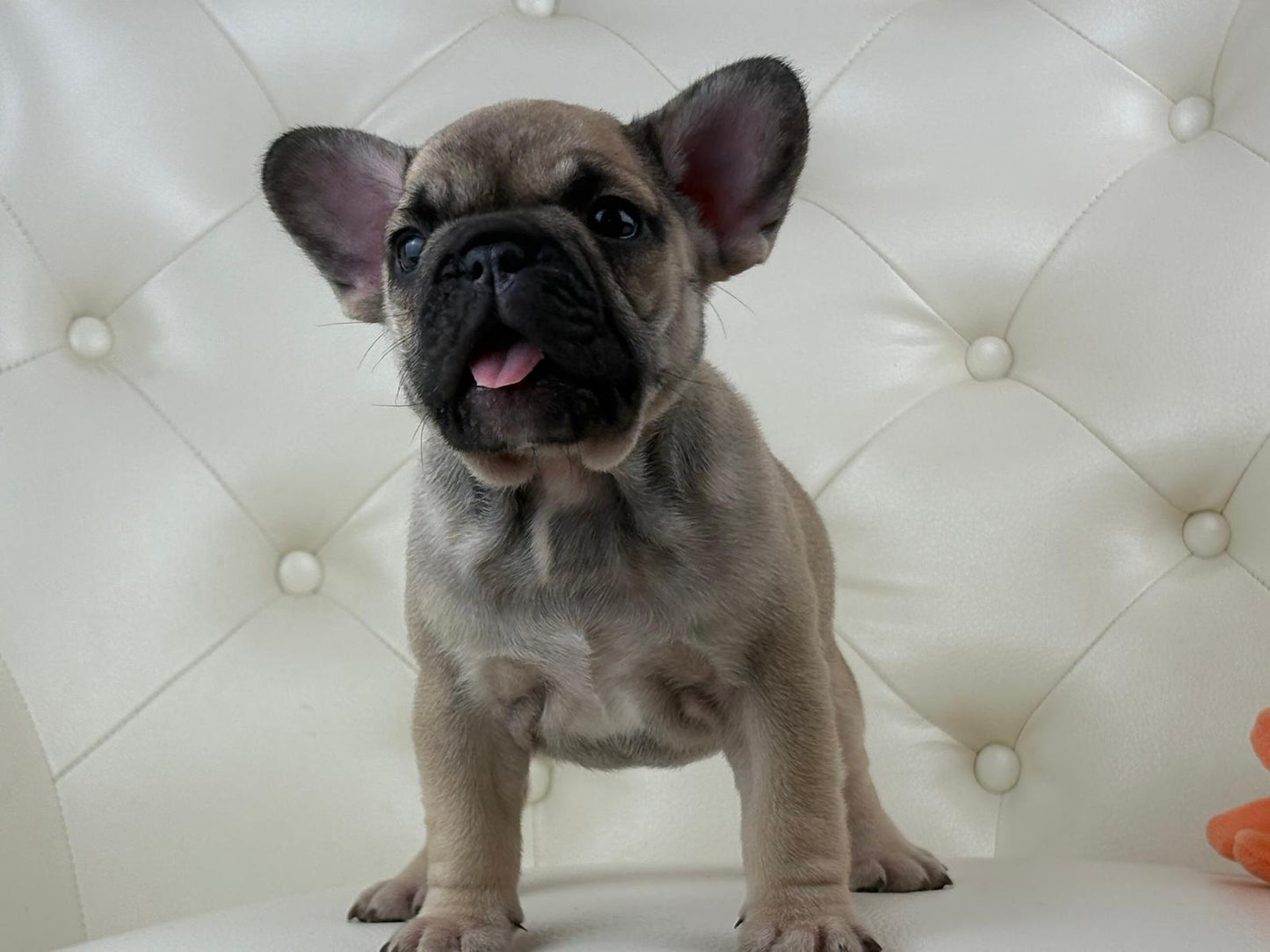 Mimi - AVAILABLE