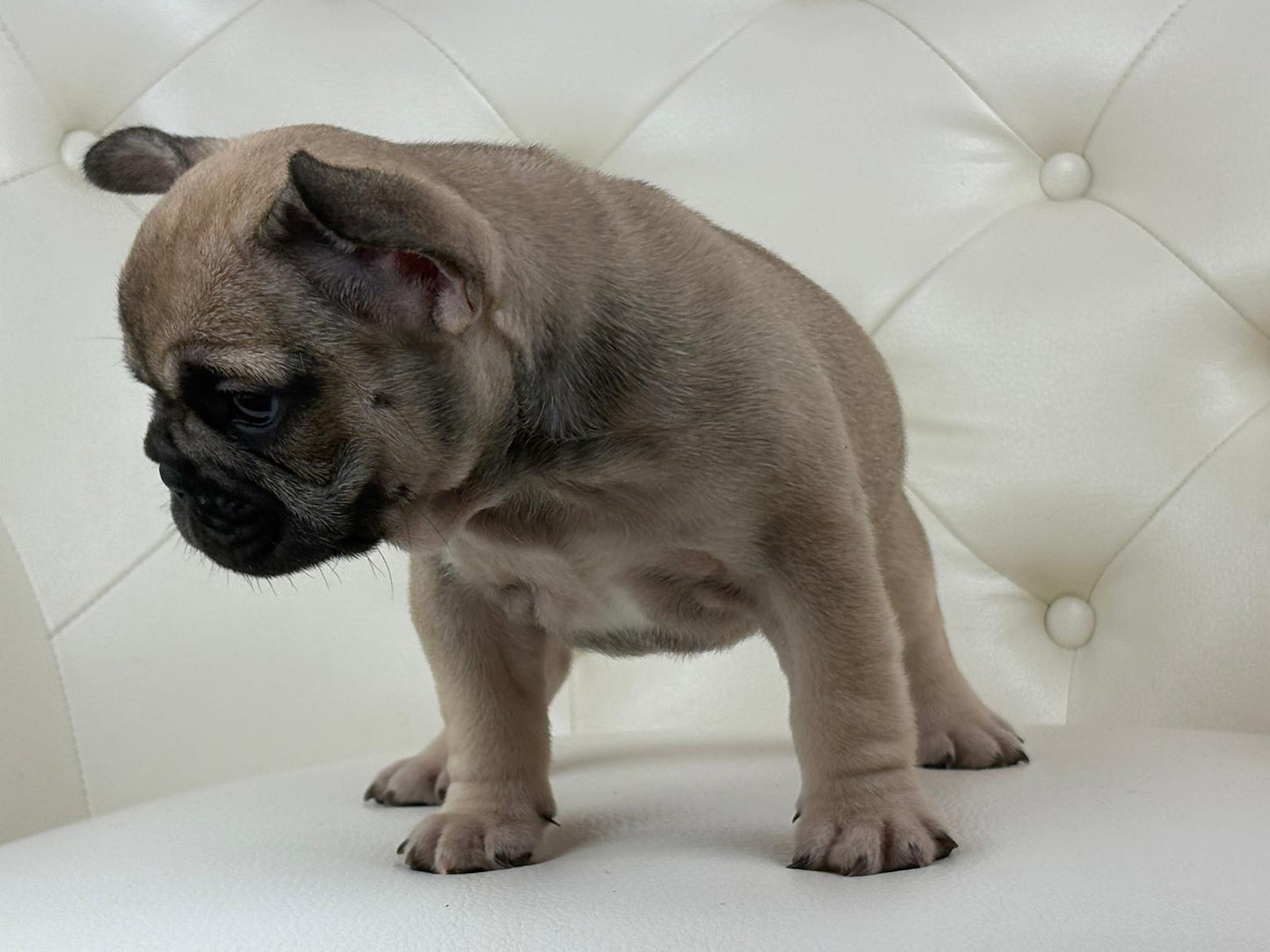Mimi - AVAILABLE