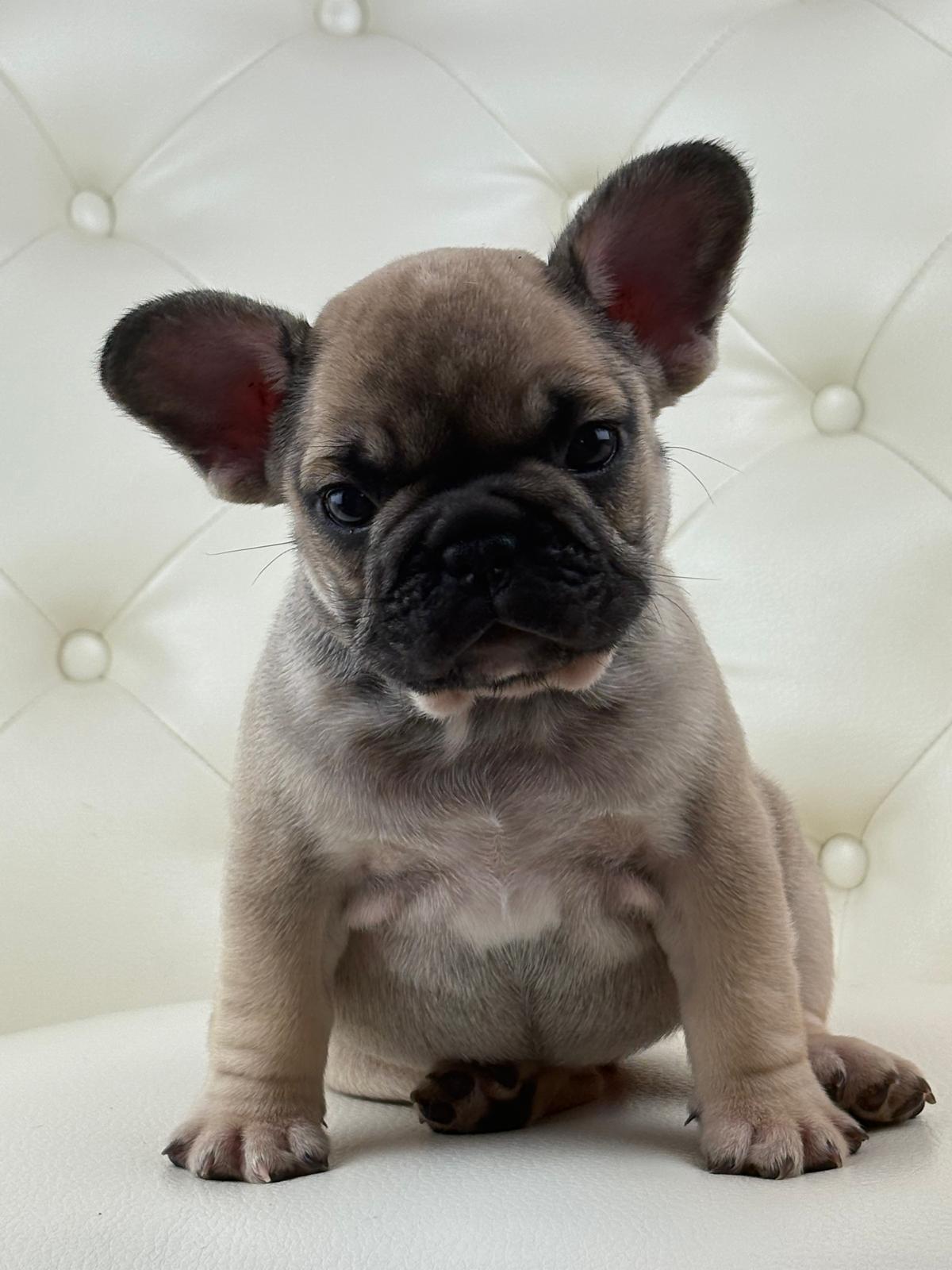 Mimi - AVAILABLE