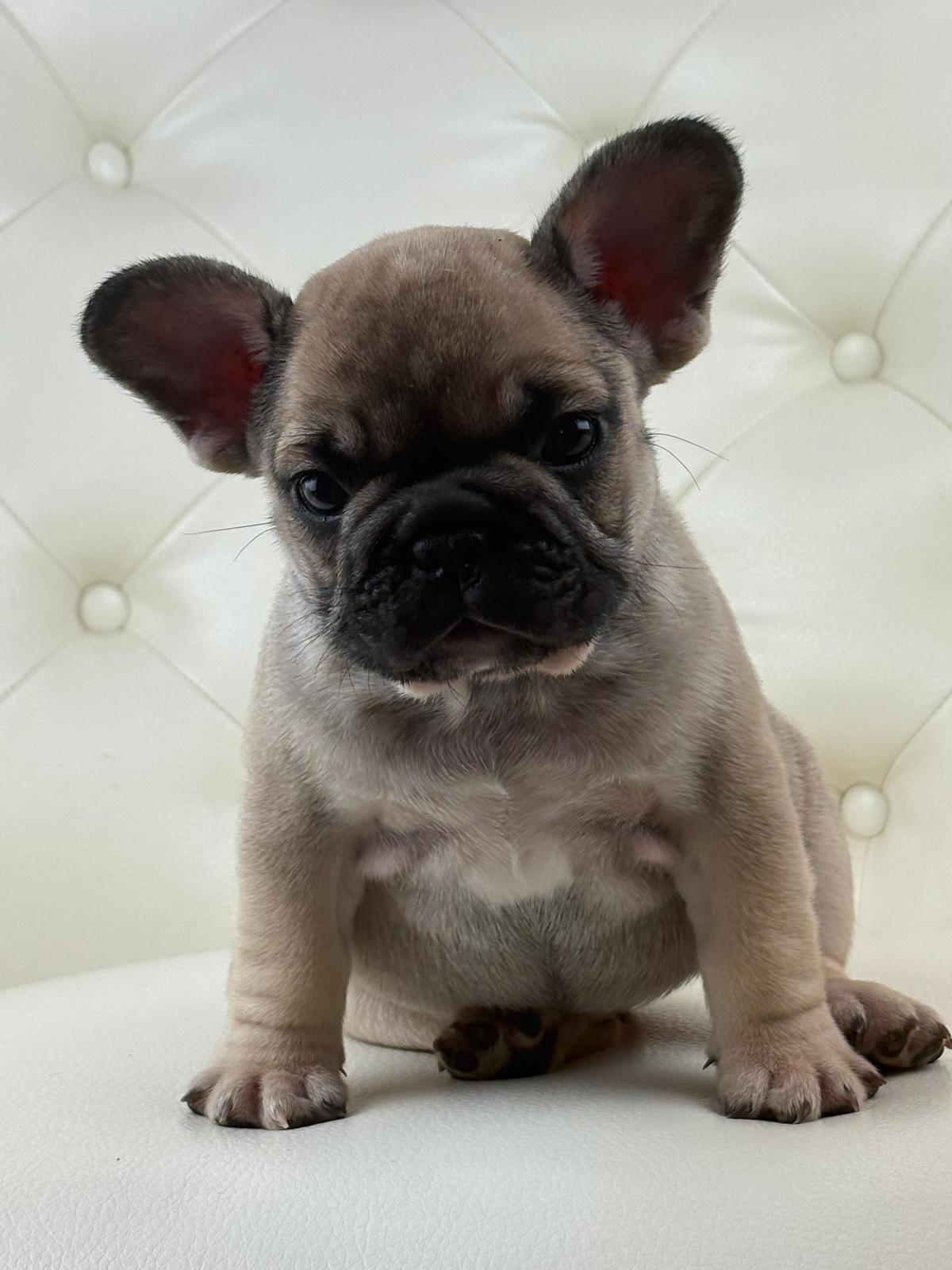 Mimi - AVAILABLE