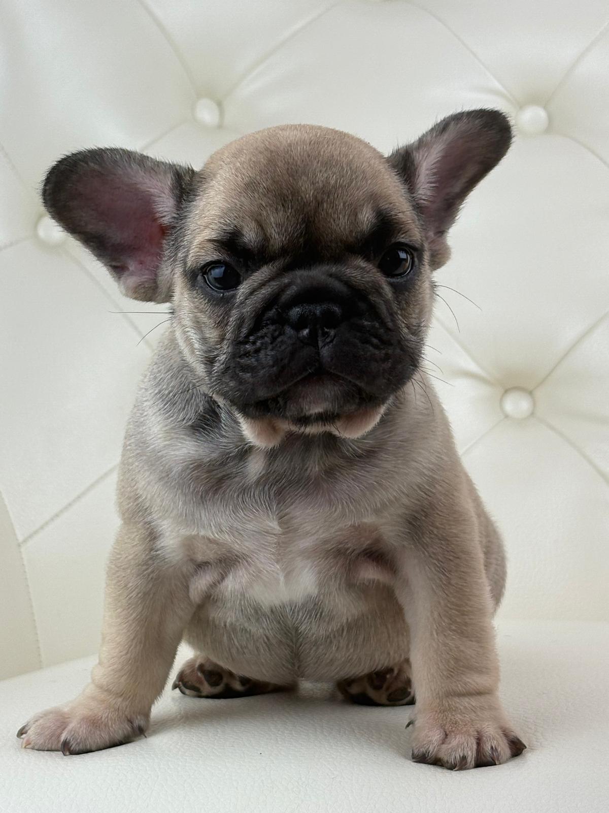 Mimi - AVAILABLE