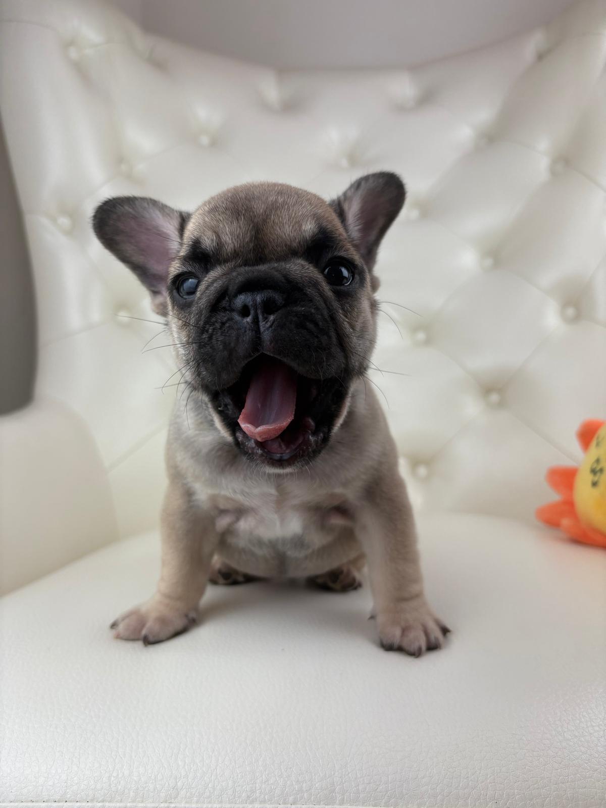 Mimi - AVAILABLE