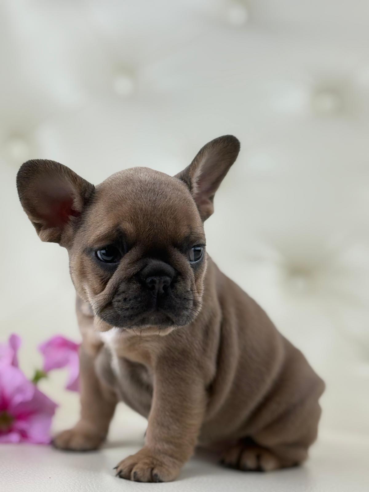 Mila - AVAILABLE
