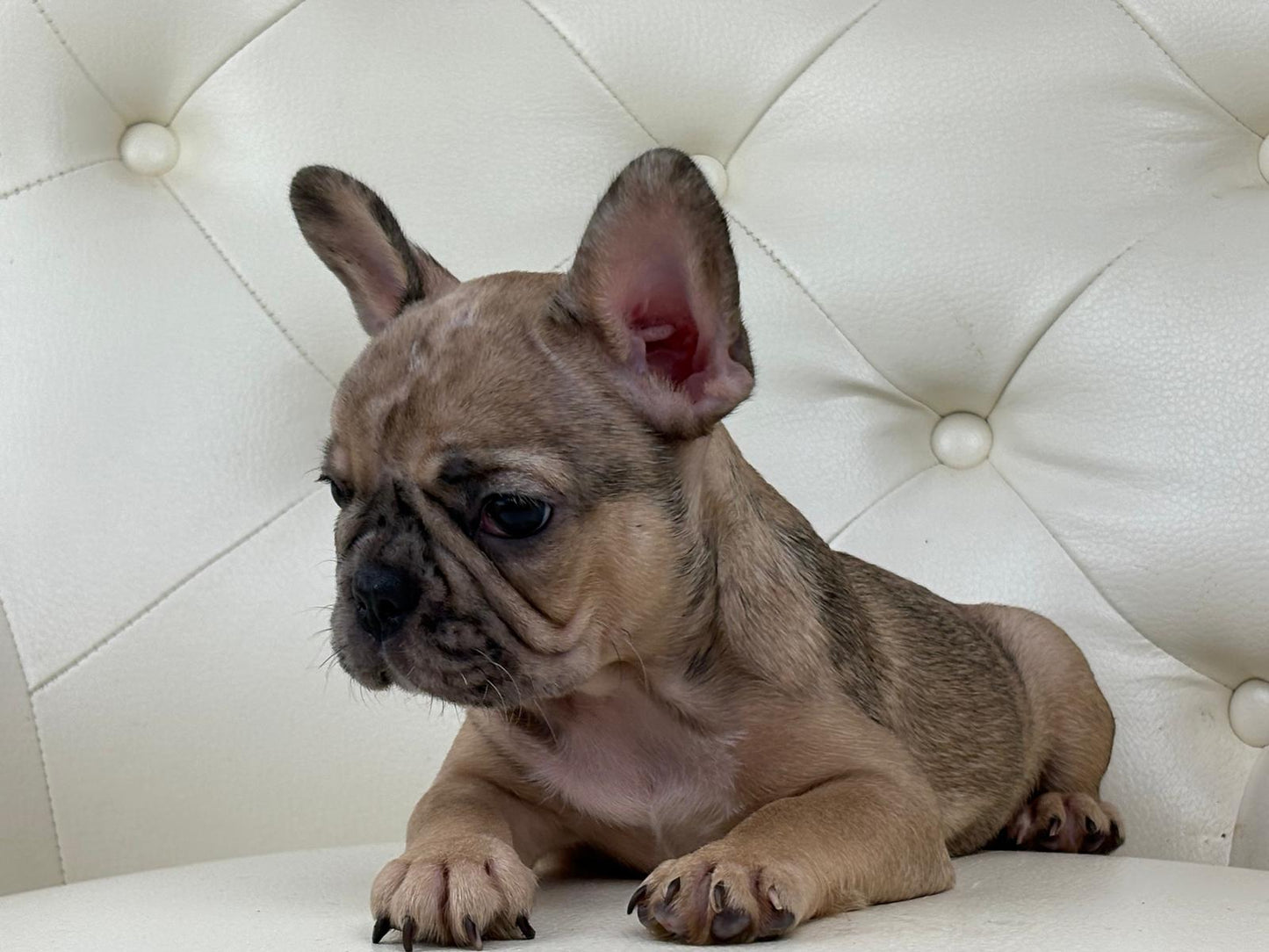 Monroe - AVAILABLE