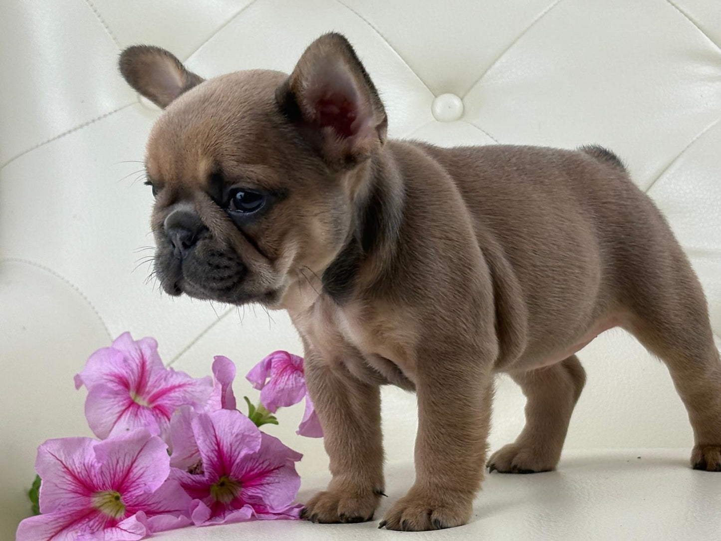 Mila - AVAILABLE