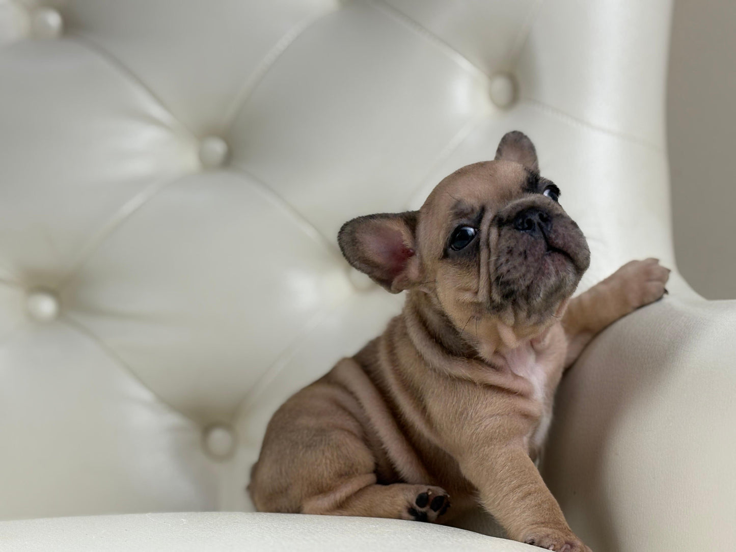 Pearl-AVAILABLE