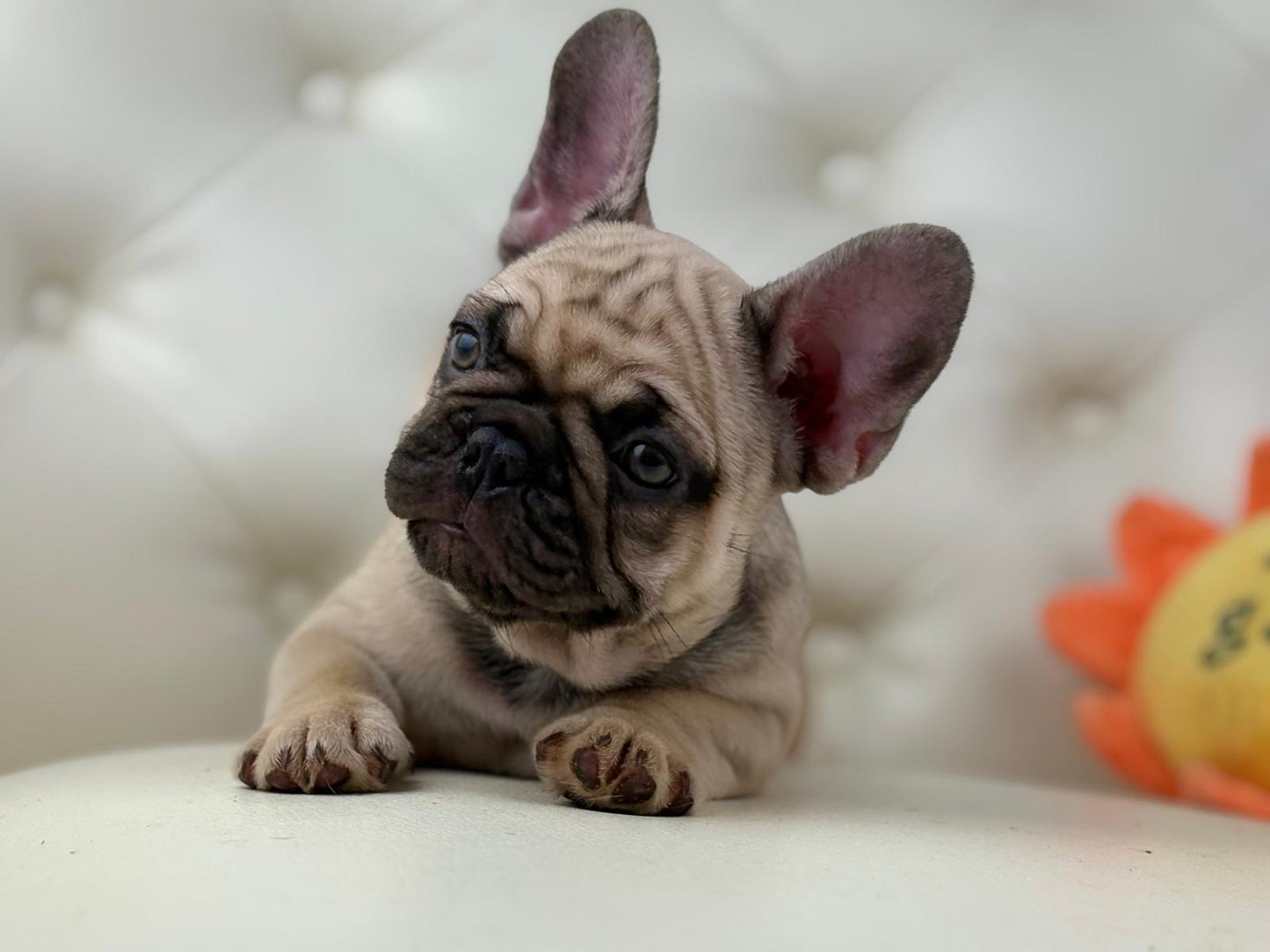 Bumblebee - AVAILABLE