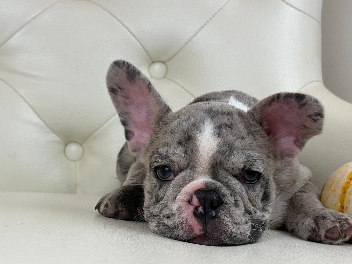 Valentino - AVAILABLE