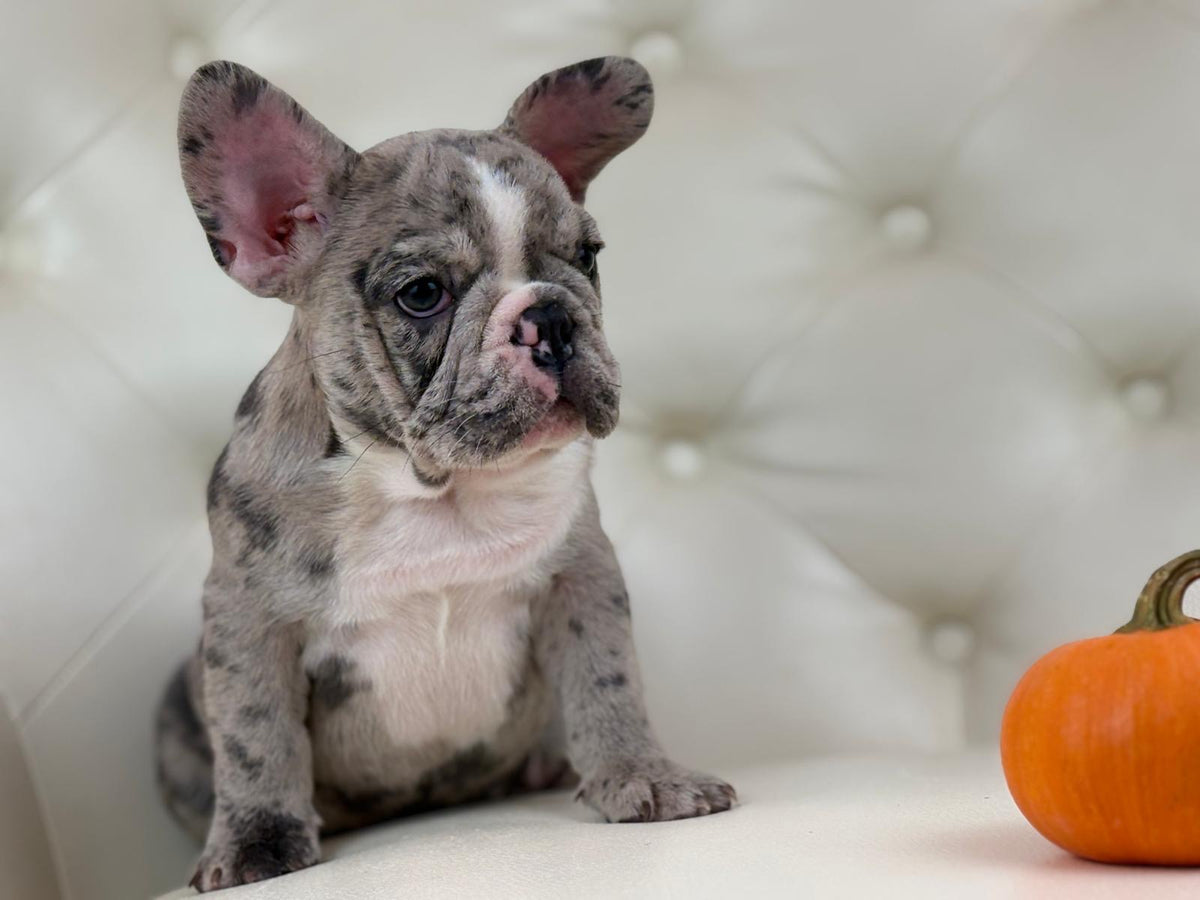 Valentino - AVAILABLE