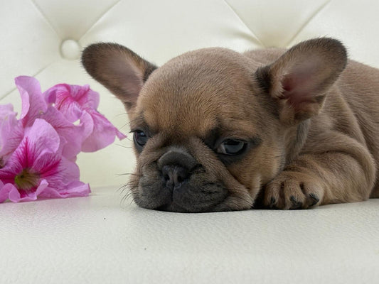 Mila - AVAILABLE