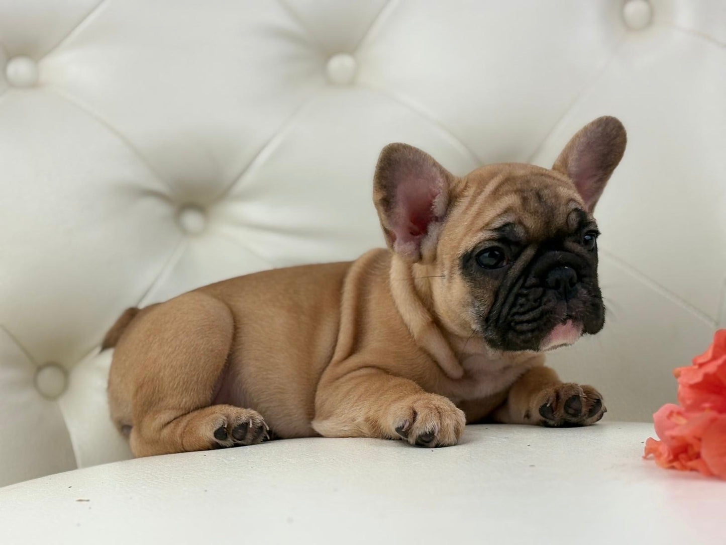 Maya- AVAILABLE