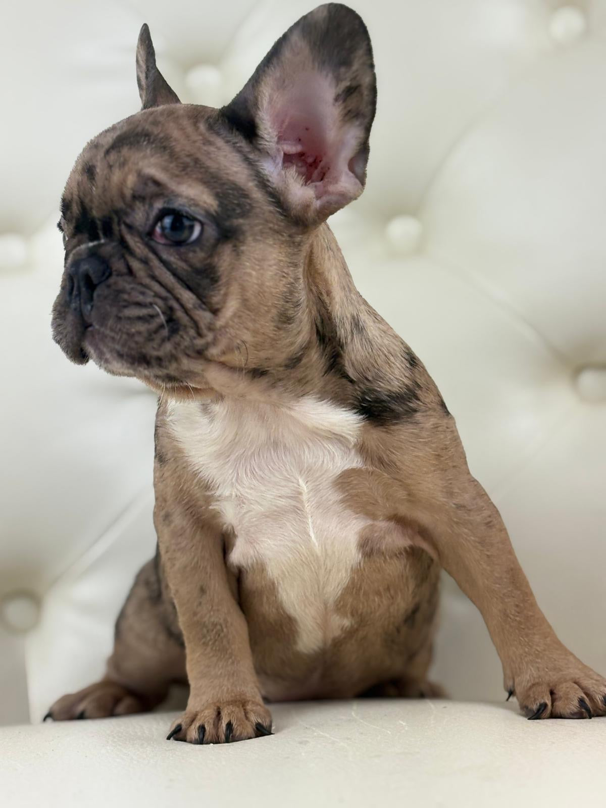 Minnie - AVAILABLE