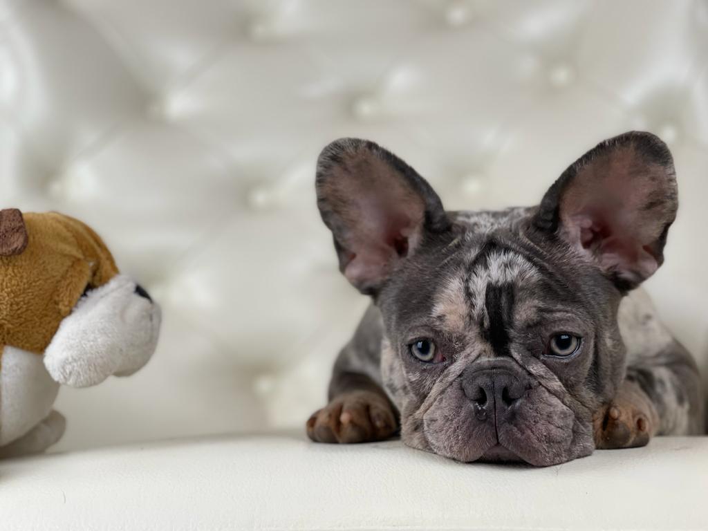 Marble Merle french bulldog for sale. Frenchie for sale New England