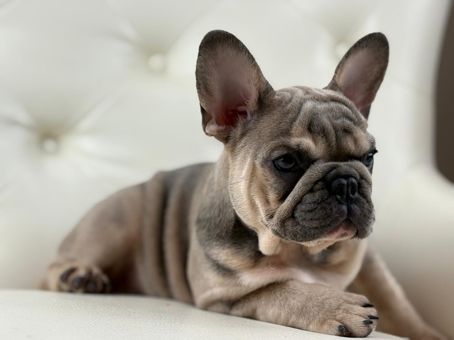 Lila-cutie - AVAILABLE