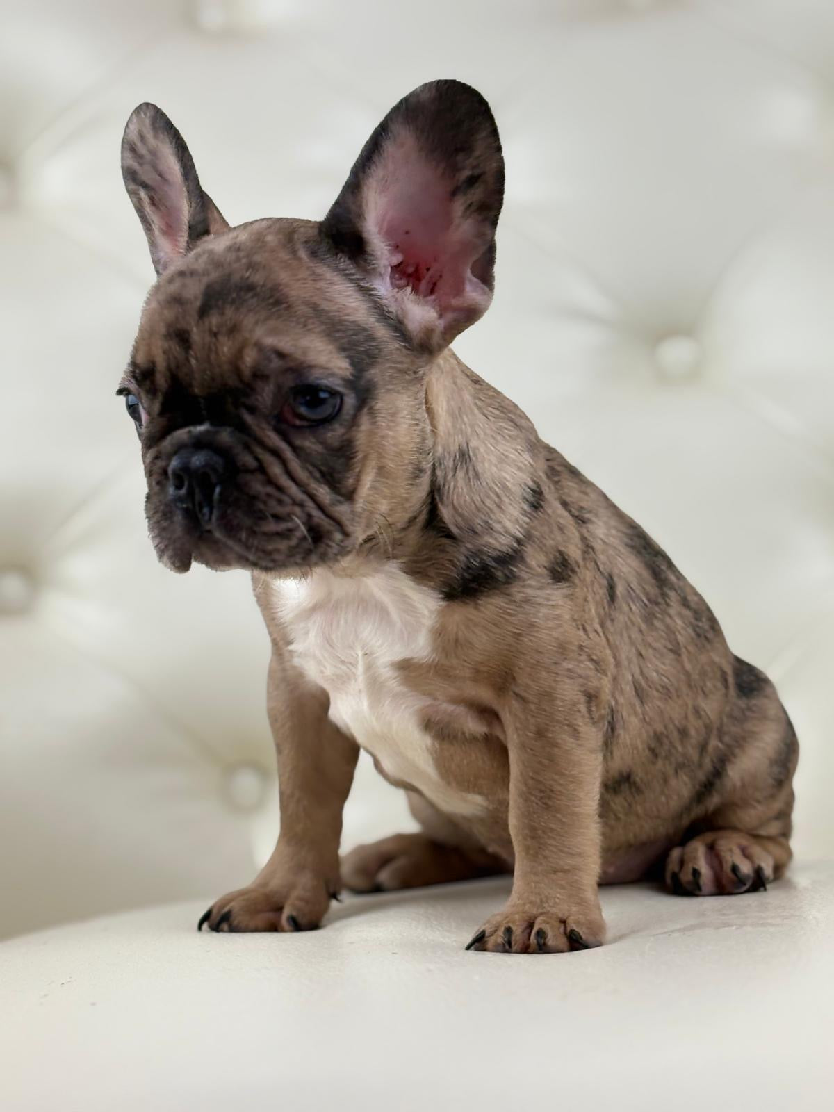 Minnie - AVAILABLE