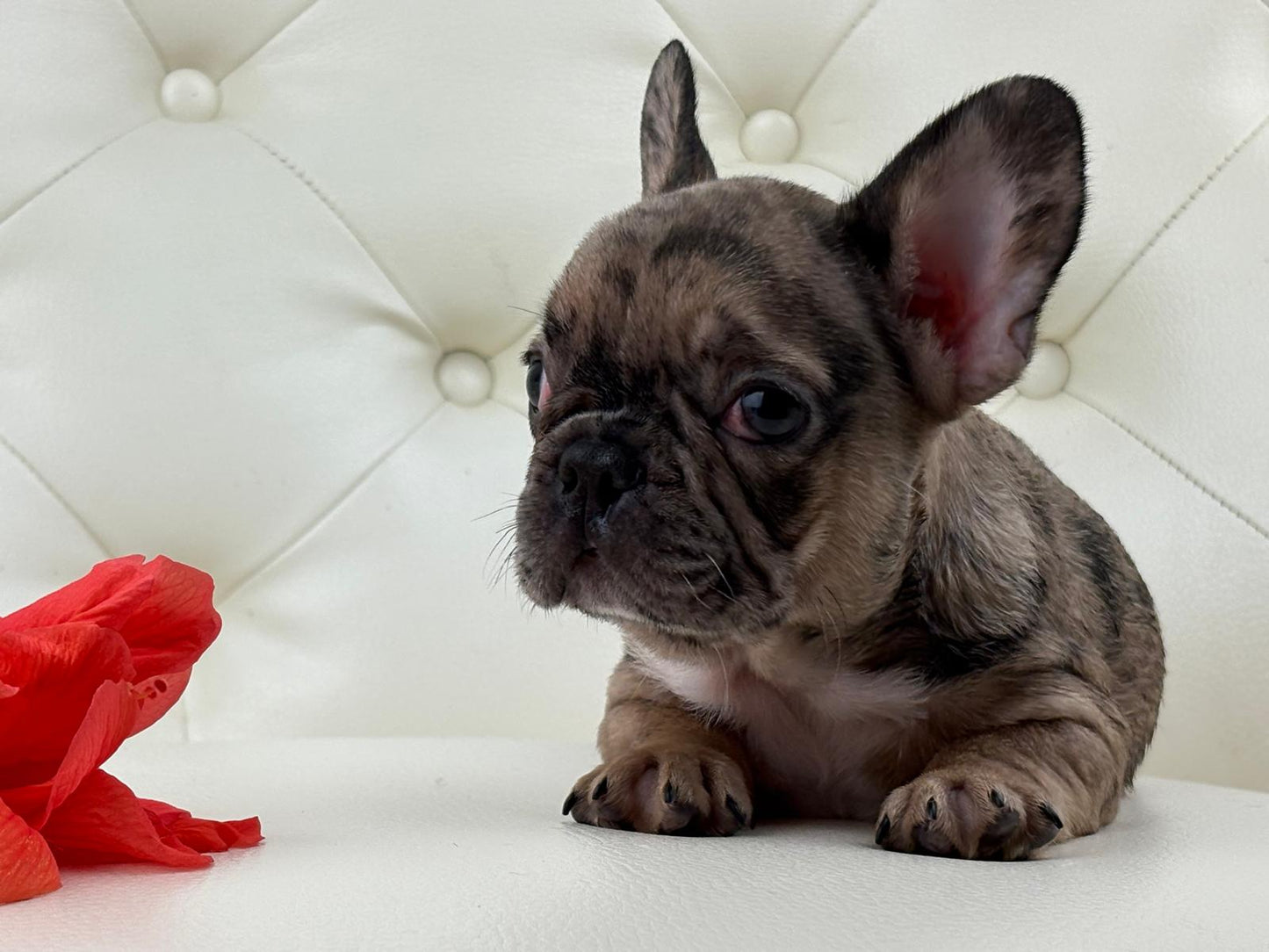 Minnie - AVAILABLE