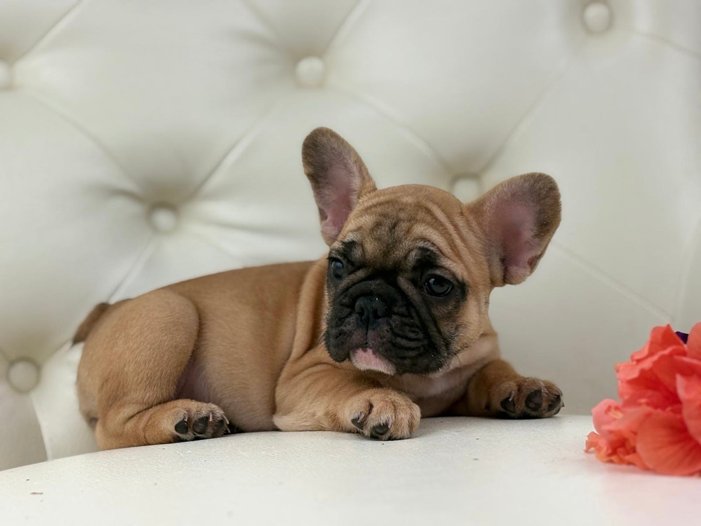 Maya- AVAILABLE