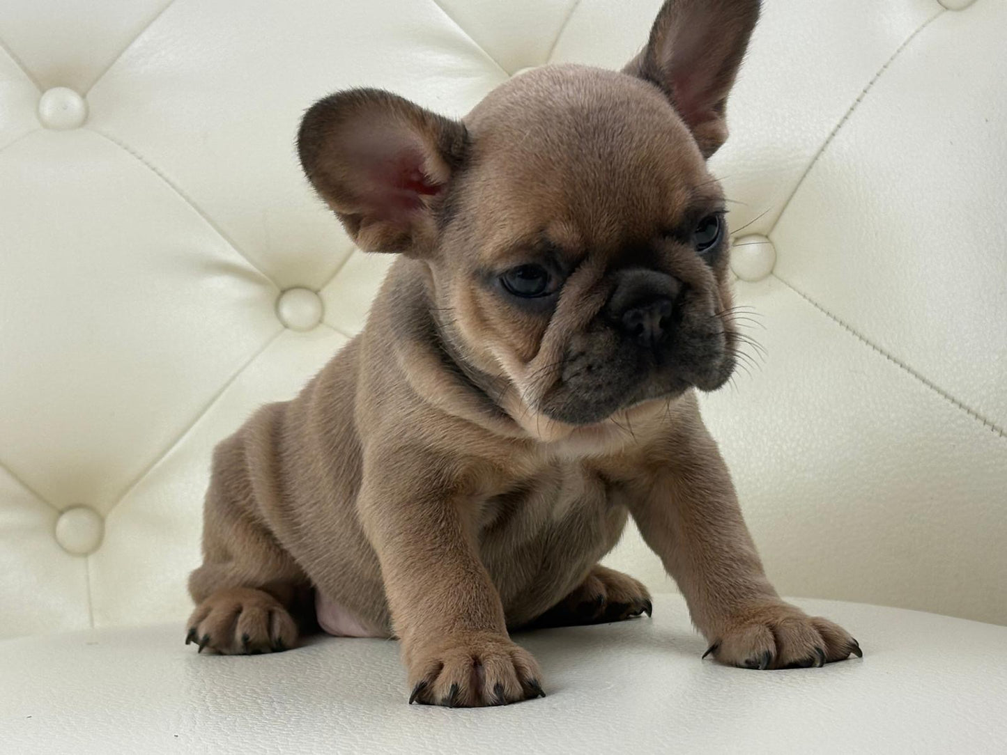 Mila - AVAILABLE