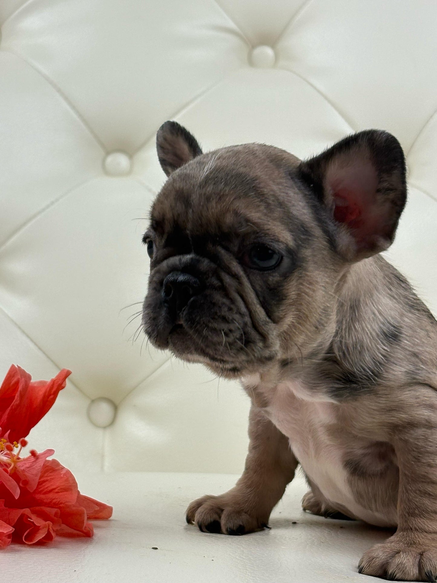 Minnie - AVAILABLE
