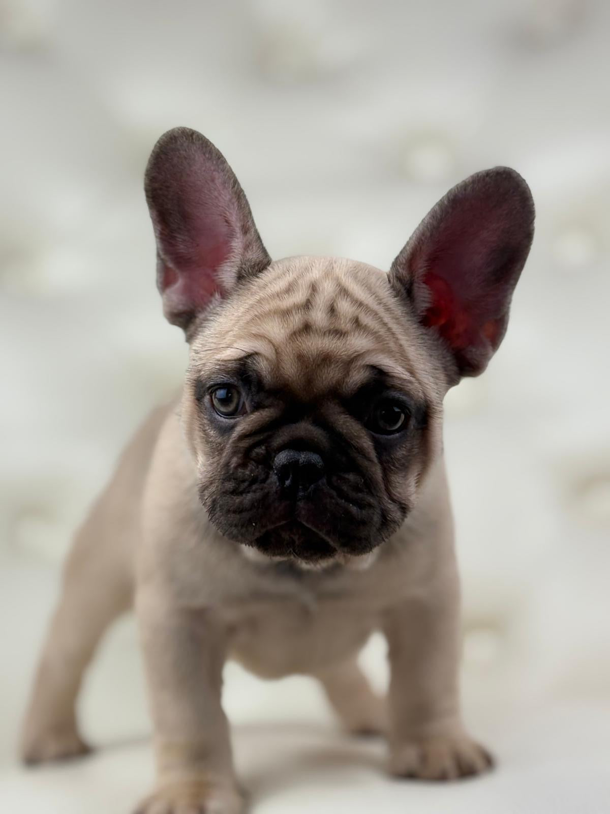 Bumblebee - AVAILABLE