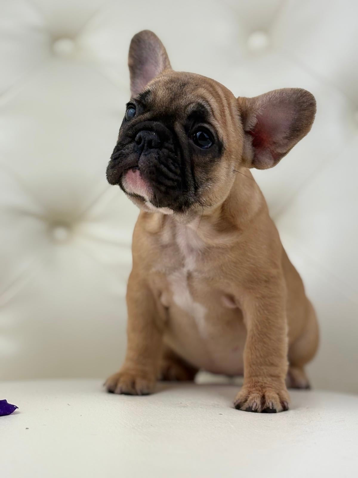 Maya- AVAILABLE