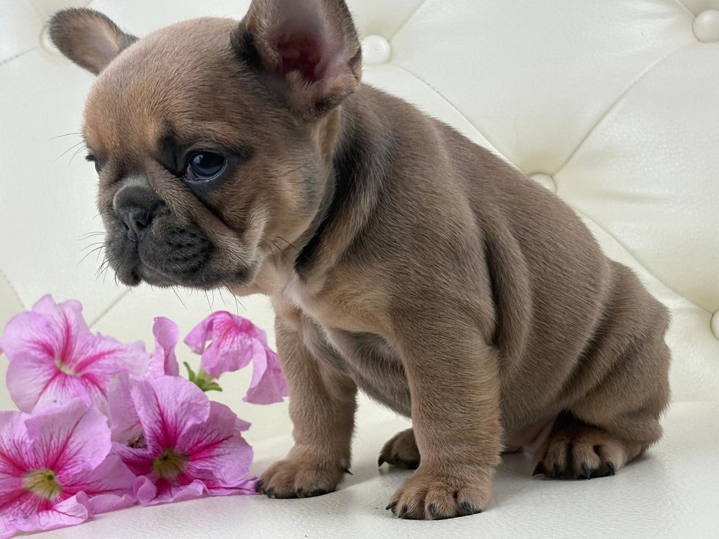 Mila - AVAILABLE