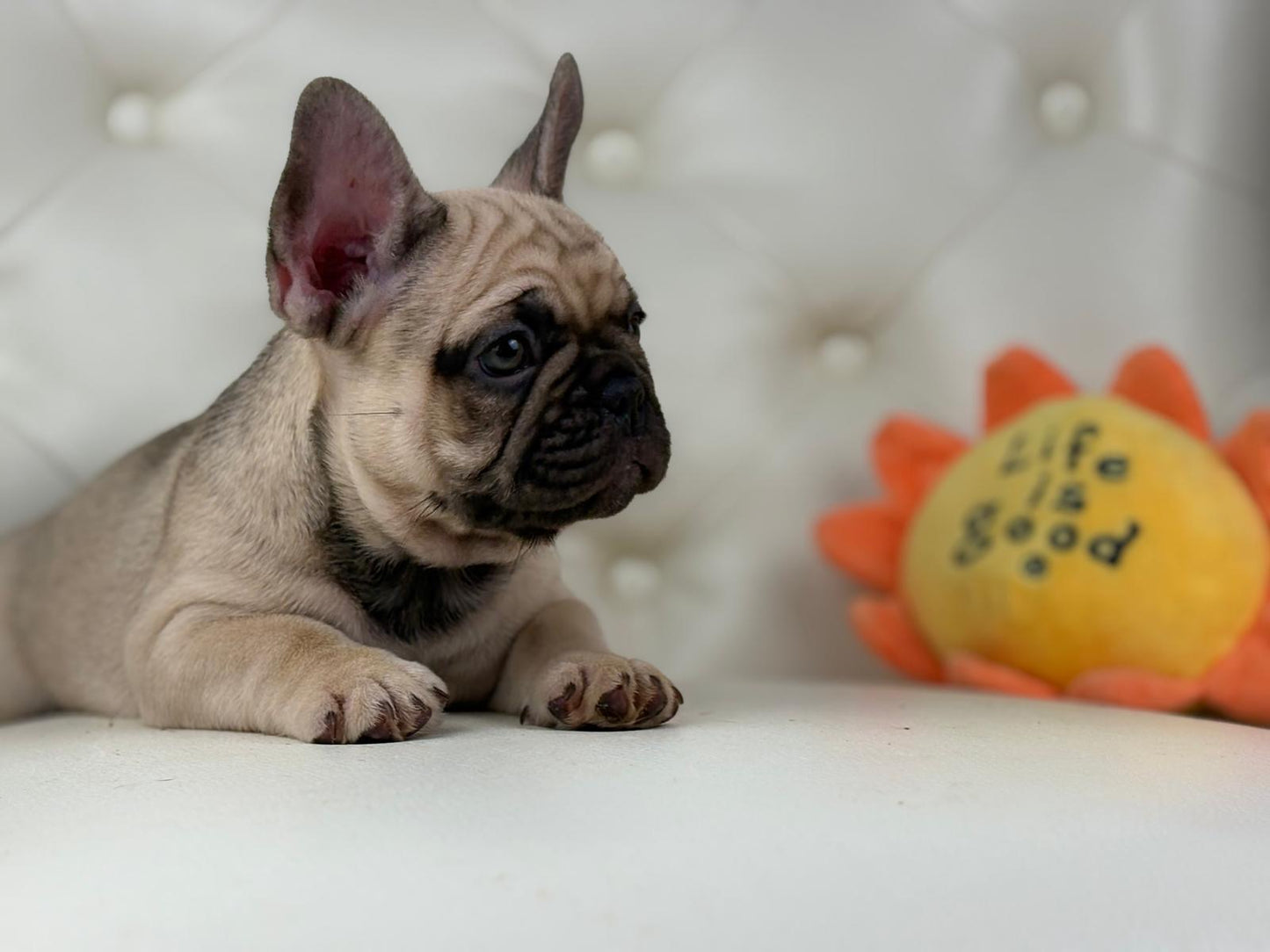 Bumblebee - AVAILABLE