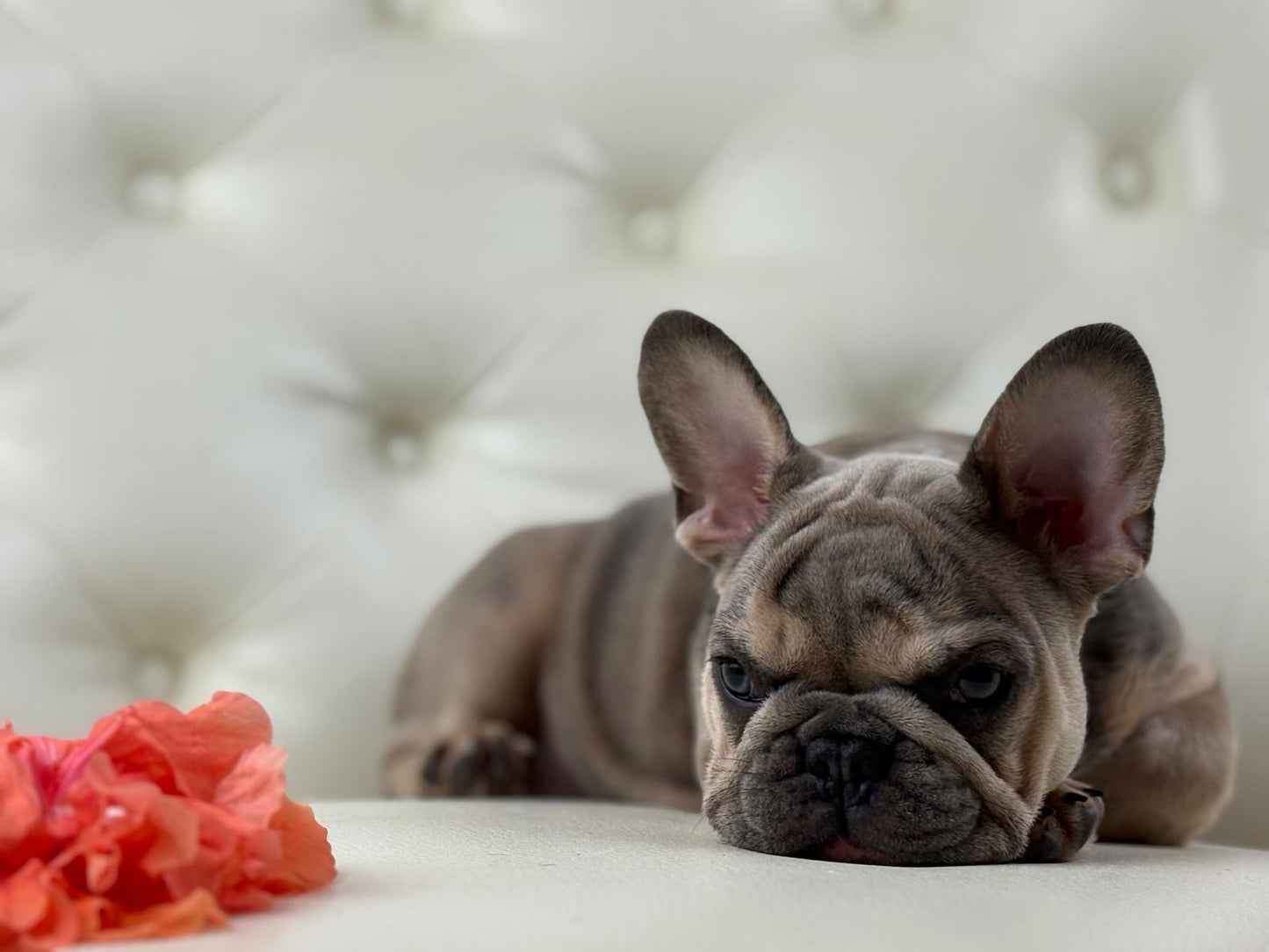 Lila-cutie - AVAILABLE