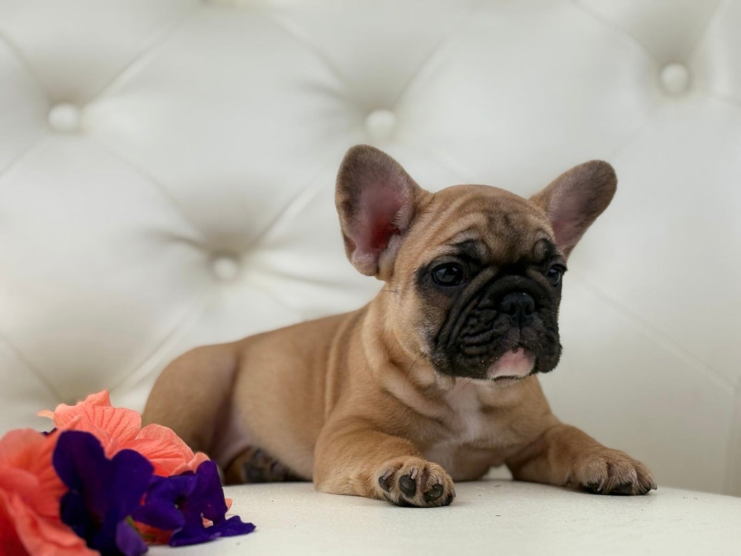 Maya- AVAILABLE