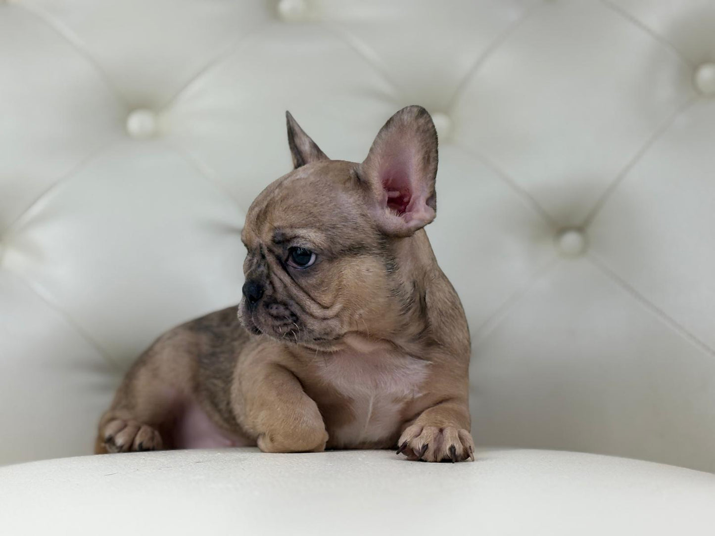 Monroe - AVAILABLE