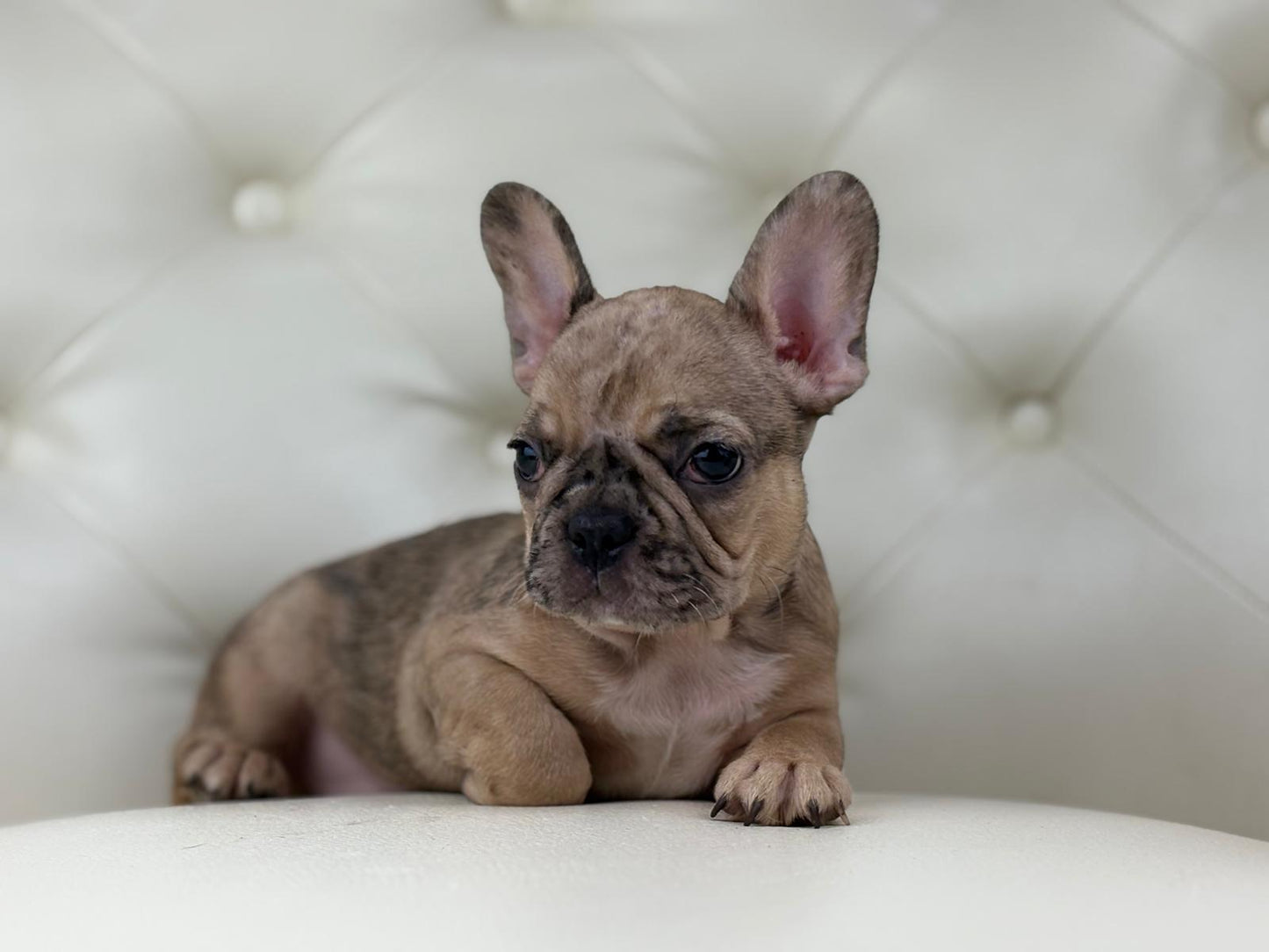 Monroe - AVAILABLE