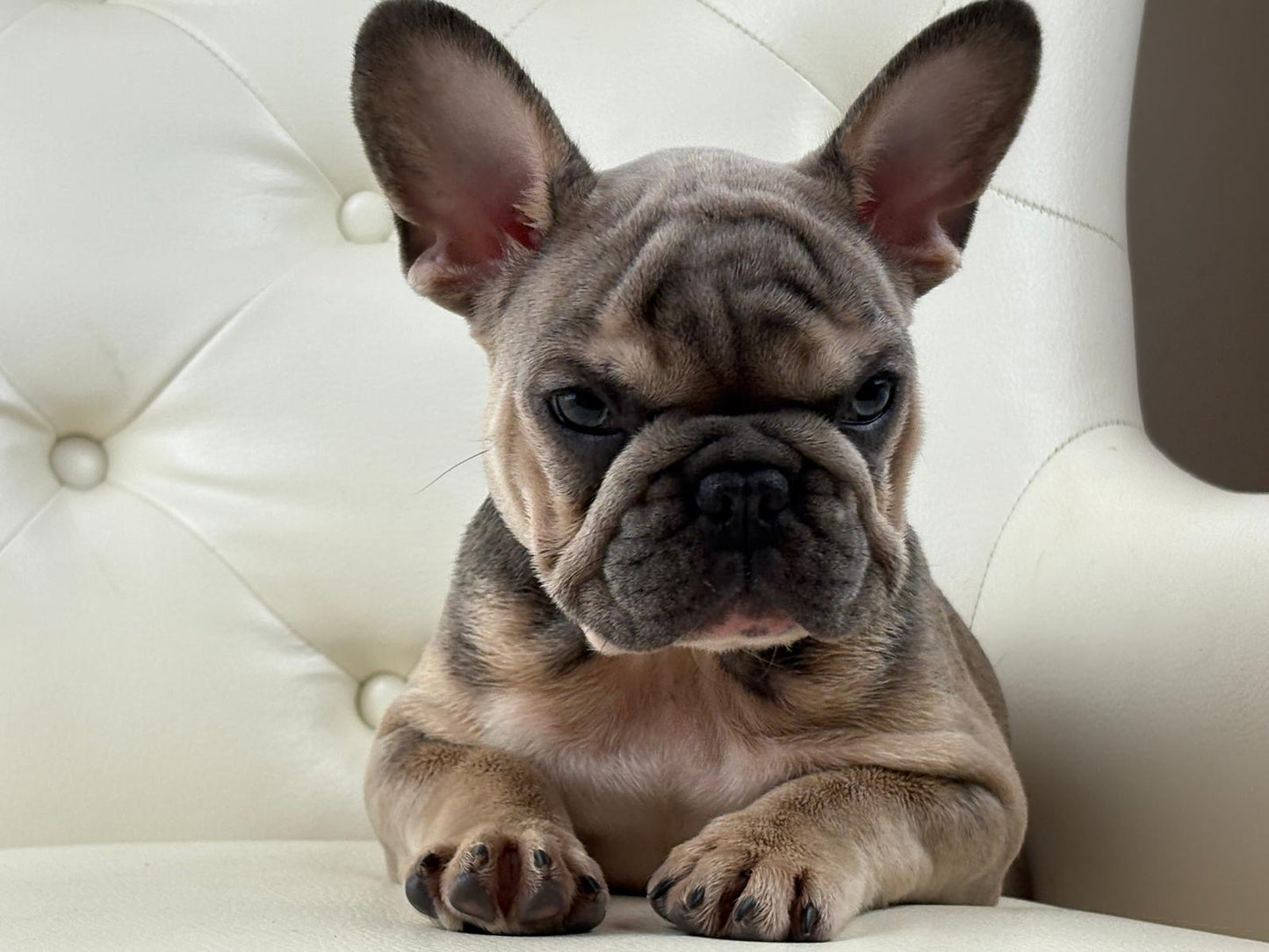 Lila-cutie - AVAILABLE