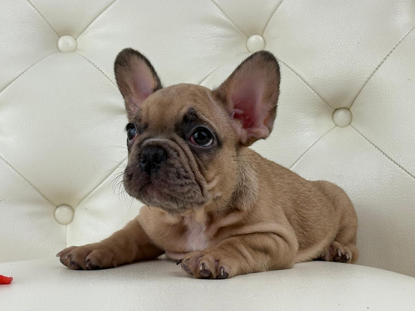 Lady B - AVAILABLE