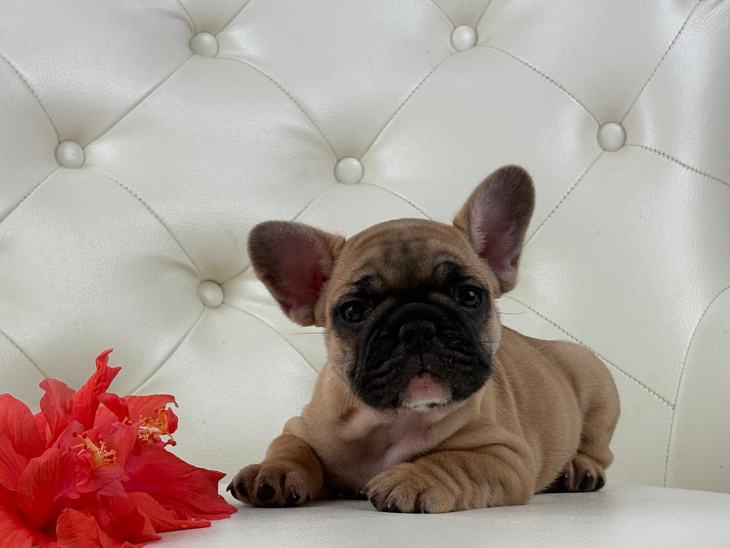 Maya- AVAILABLE