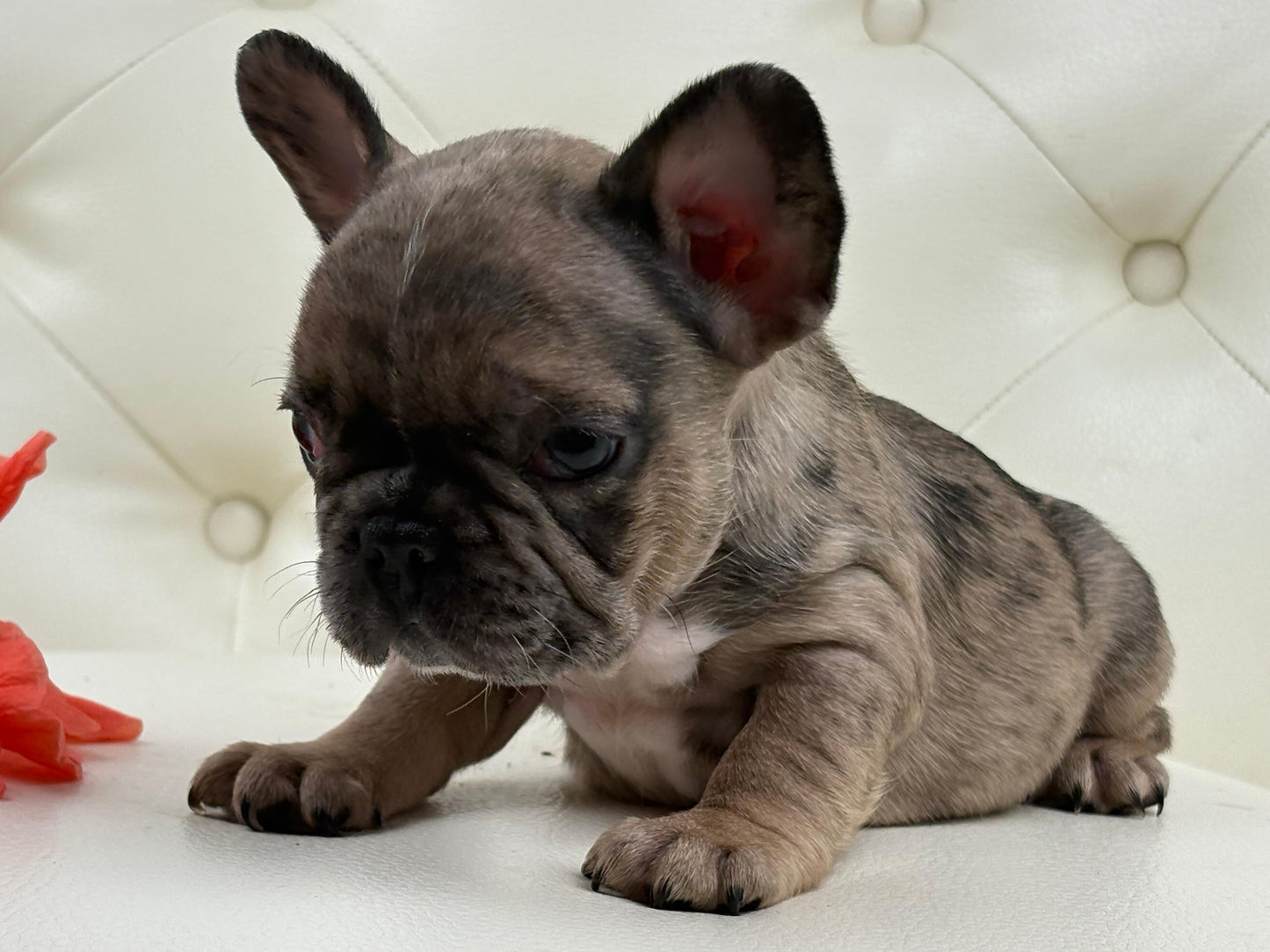Minnie - AVAILABLE