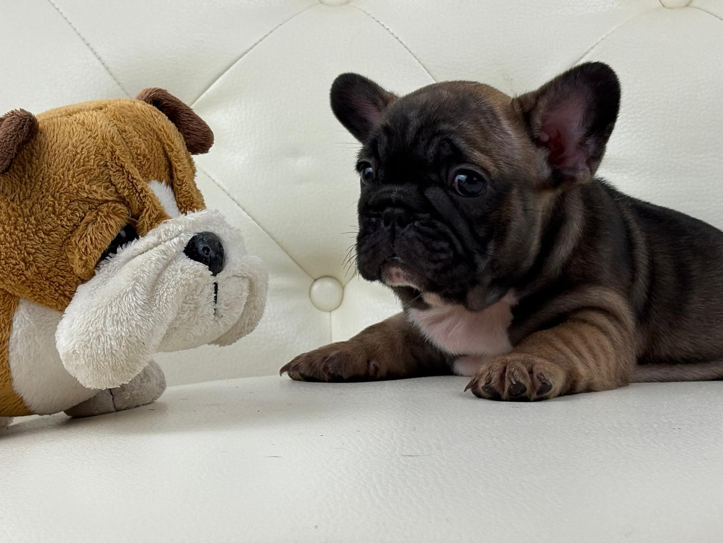 TeddyBear - AVAILABLE