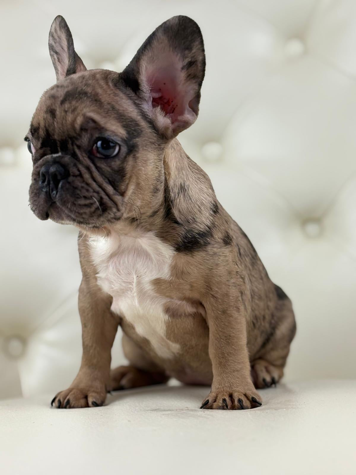 Minnie - AVAILABLE