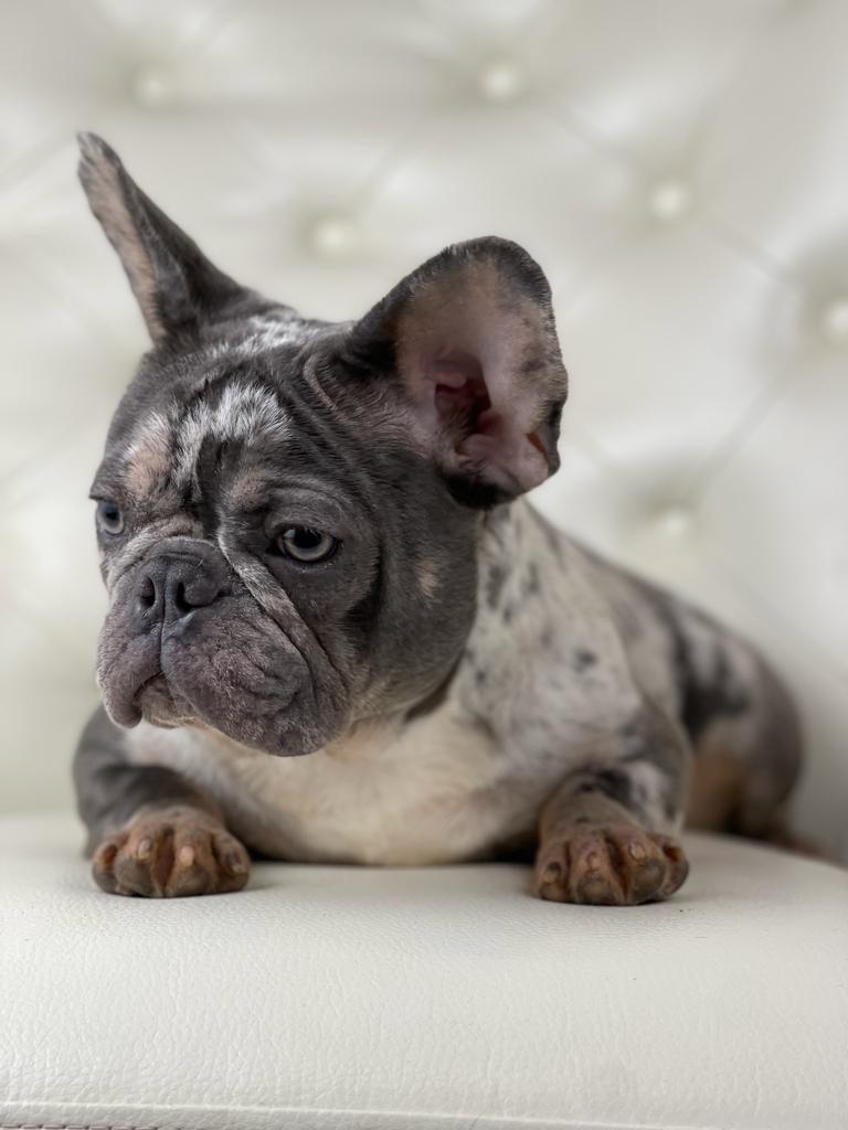 Marble Merle french bulldog for sale. Frenchie for sale New England