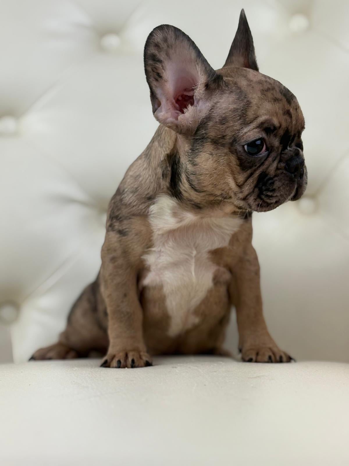 Minnie - AVAILABLE