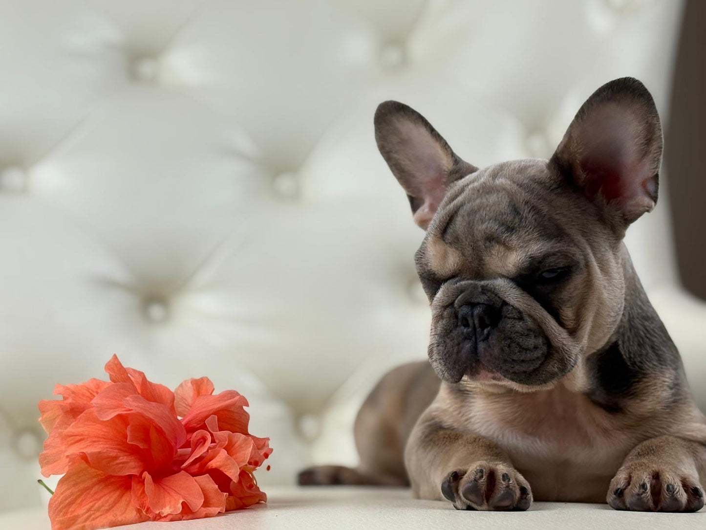 Lila-cutie - AVAILABLE