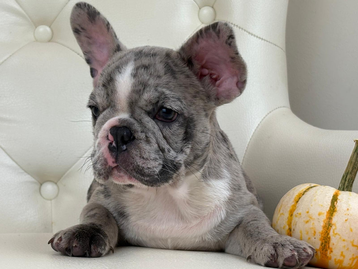 Valentino - AVAILABLE