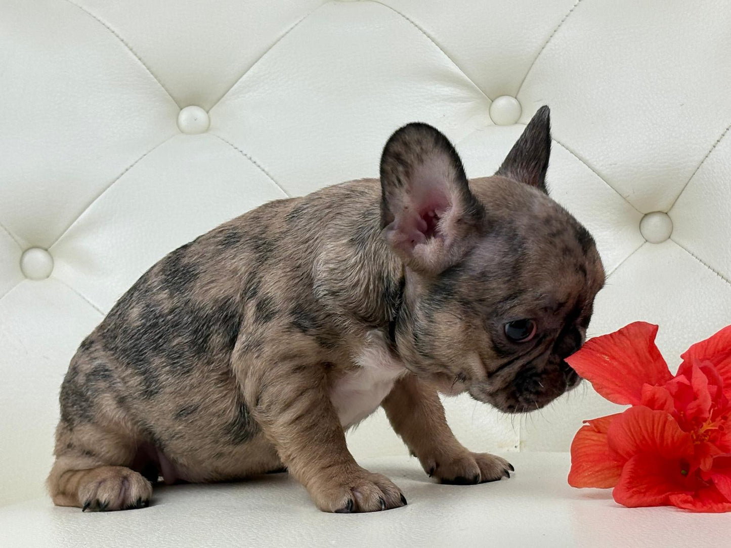 Minnie - AVAILABLE