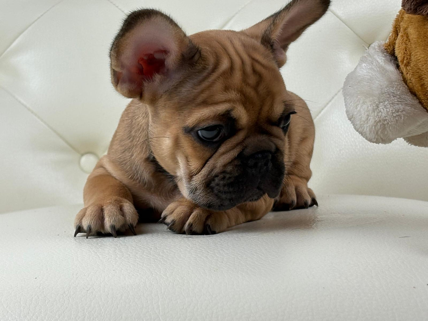 Milan - AVAILABLE