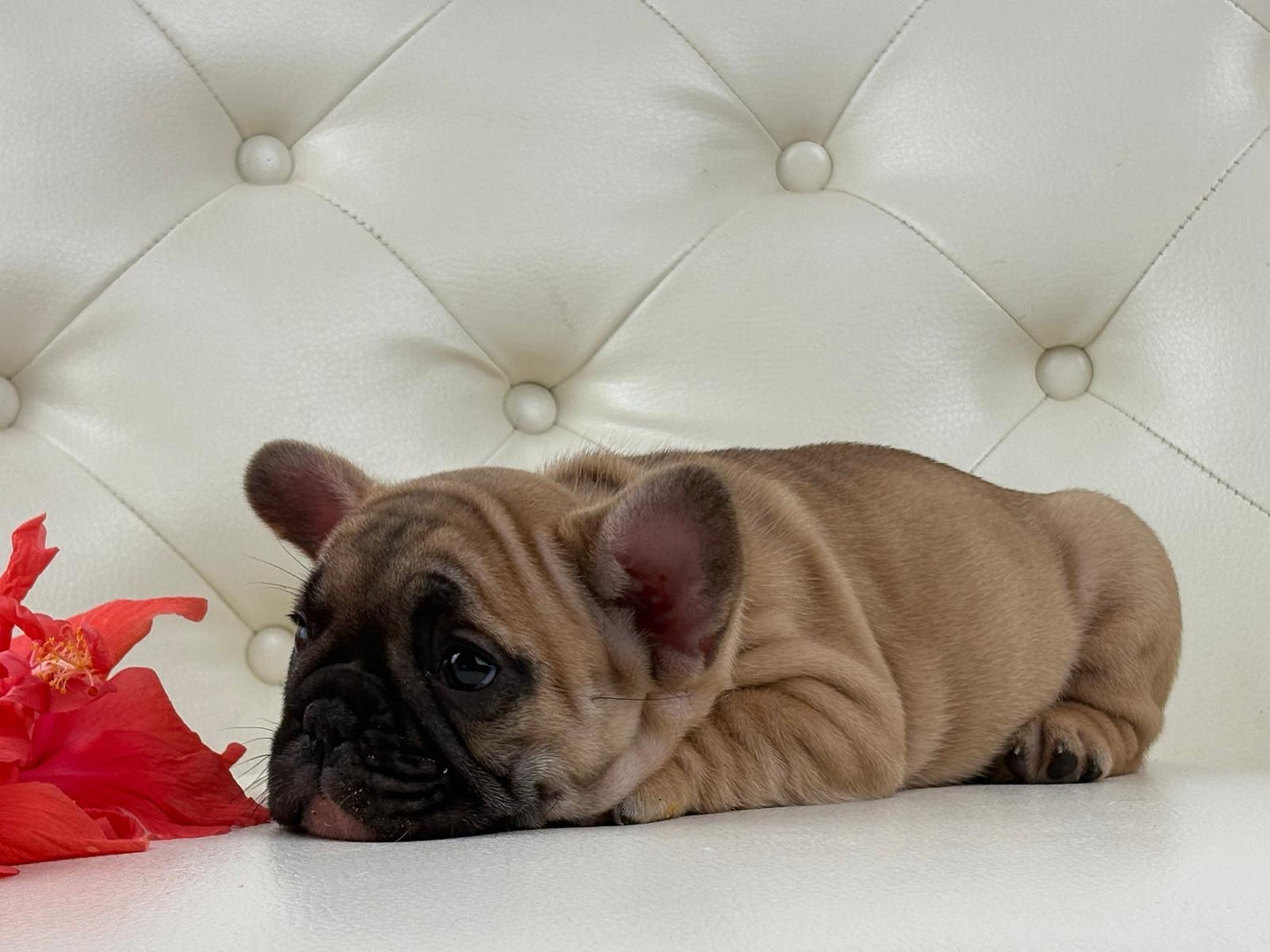 Maya- AVAILABLE