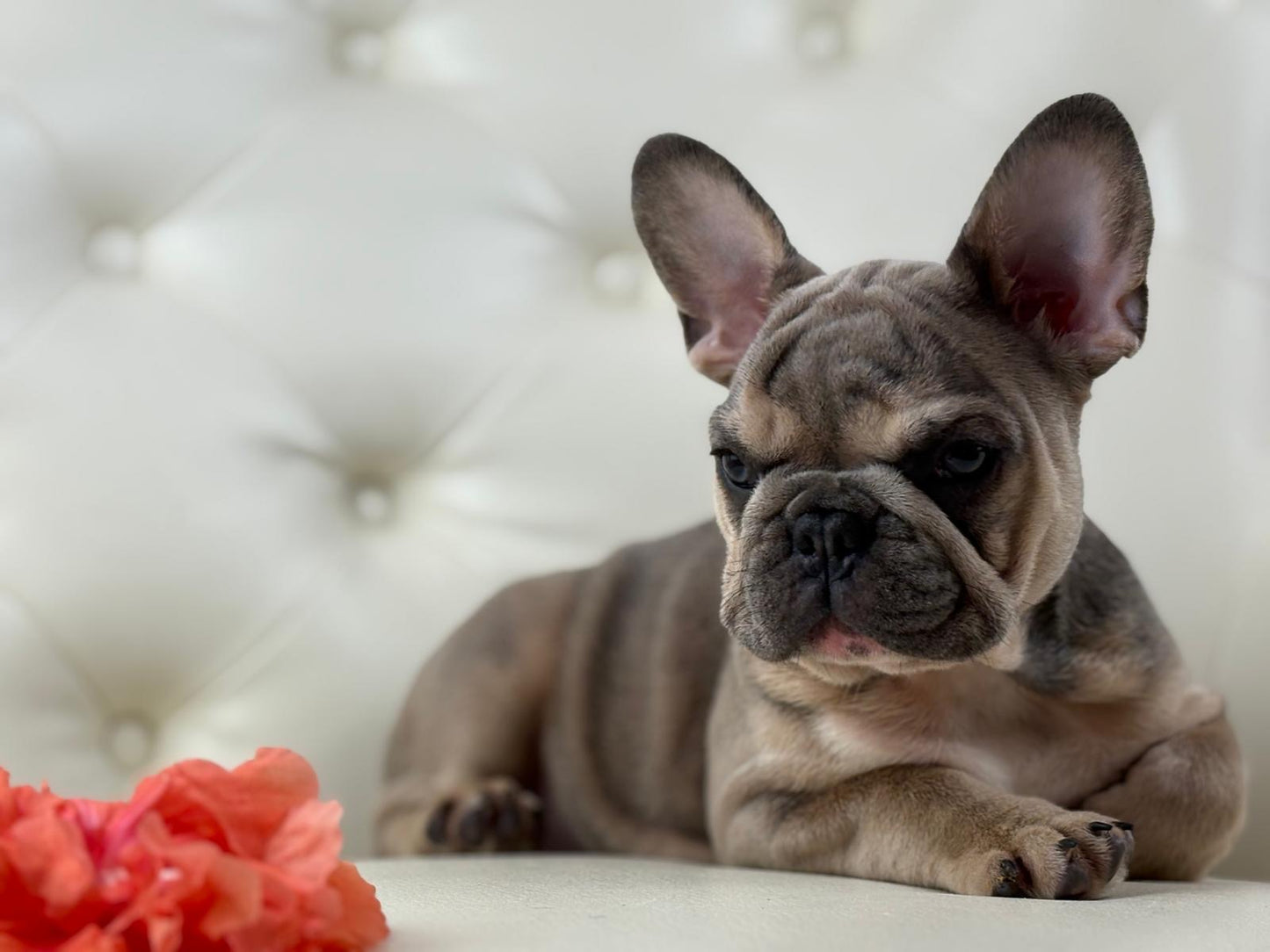 Lila-cutie - AVAILABLE