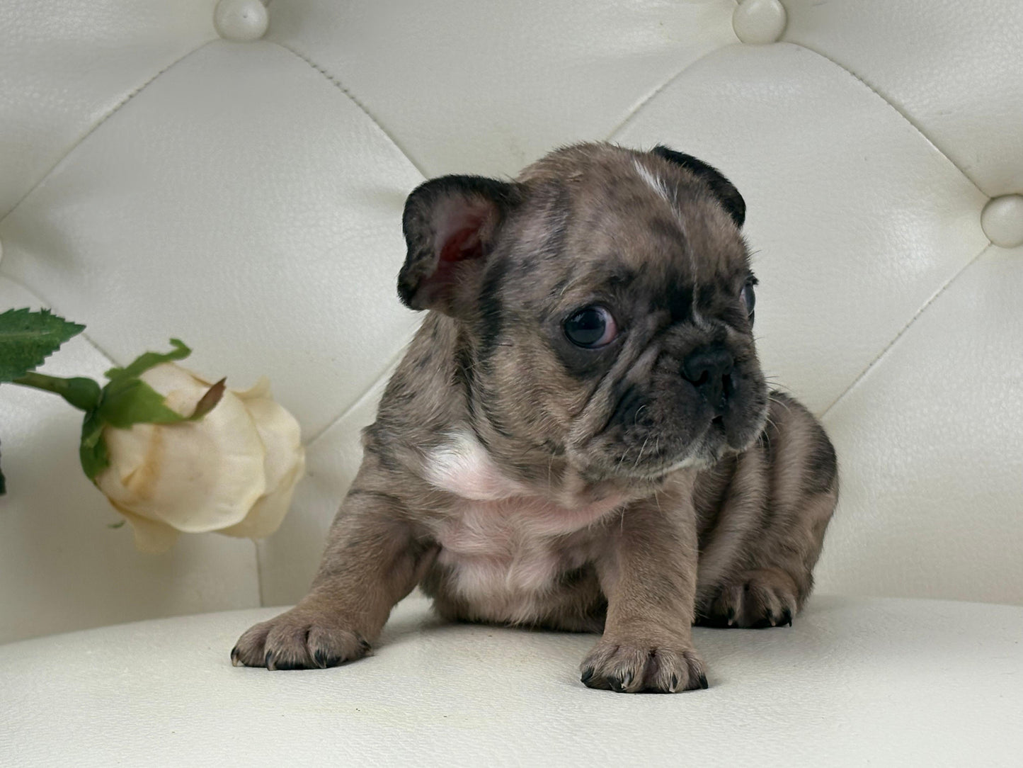 Minnie - AVAILABLE