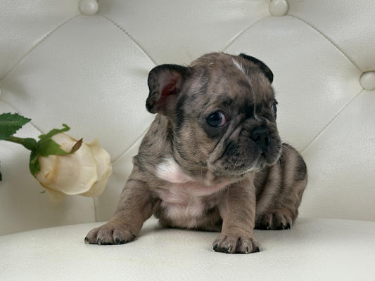Minnie - AVAILABLE